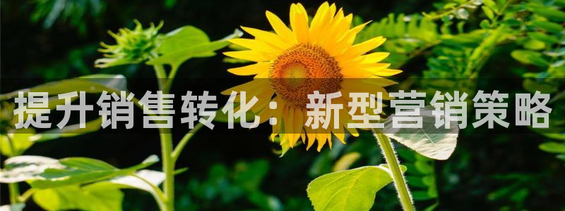 摩登7注册清333OO：提升销售转化：新型营销策略