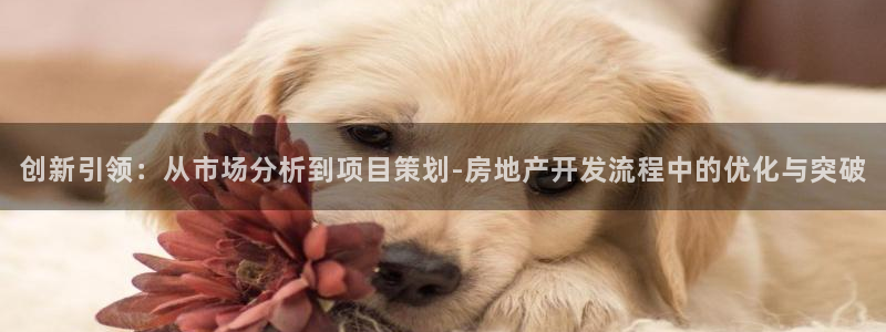 摩登招商7快22650：创新引领：从市场分析到项目策划-房地