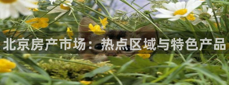 摩登7下载地址：北京房产市场：热点区域与特色产品
